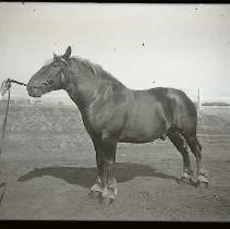 Negative, Glass Plate