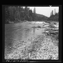 Forest with creek