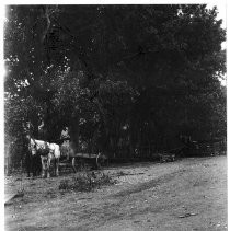 Horses hitched to wagon