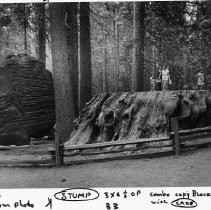 View of the Calaveras Big Trees State Park in Toulumne County