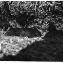 Pigs in the hay