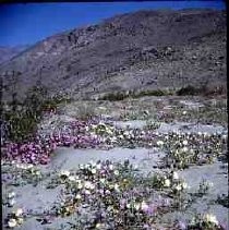 Slides of California Historical Sites. Borrego Desert State Park, Calif