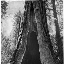 View of the Calaveras Big Trees State Park in Toulumne County