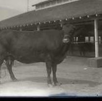 Negative, Glass Plate