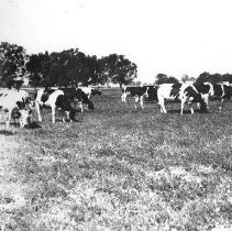 Dairy Scene