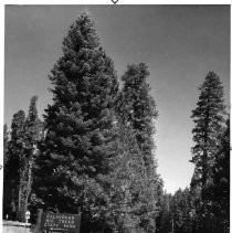 View of the Calaveras Big Trees State Park in Toulumne County