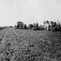 "Horses Harnessed to Mowing Machines"