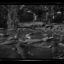 Alligators