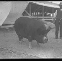 Negative, Glass Plate