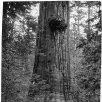 View of the Calaveras Big Trees State Park in Toulumne County