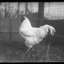 Negative, Glass Plate