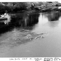 Seagulls on American River