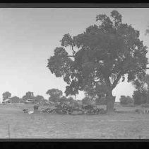 Cattle on a farm