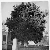 View of the "Mother Orange Tree" California State Landmark #314, Butte County