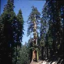 Slides of California Historical Sites. Sequoia Gigantia (Giant Sequoia tree)