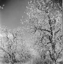 Orchard with Weeds