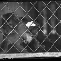 Negative, Safety, Unknown