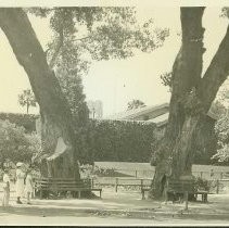 Trees at Sutter Fort