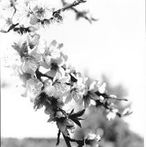 Blossoms