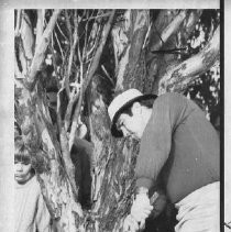 Bob Lunn, pro golfer, hits the ball from in front of a tree as spectators watch