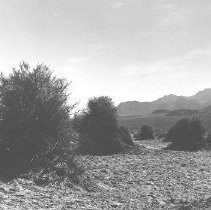 Devil's Cornfield