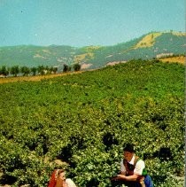 "Italian Swiss Colony Vineyard Scene"