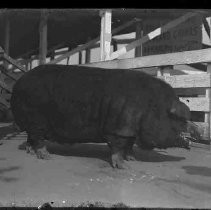 Negative, Glass Plate