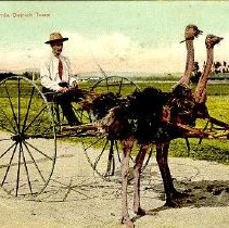 "A California Ostrich Team"