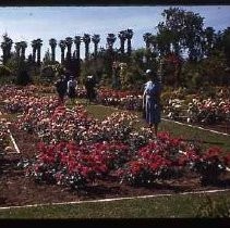 Women standing in Capitol Park rose garden