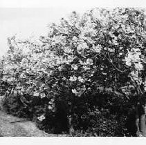 William Land Park, Japanese Cherry Trees