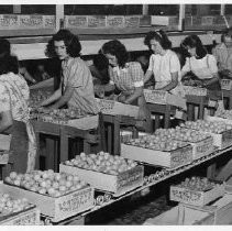 Packing fruit at California Fruit Exchange