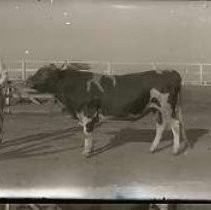 Negative, Glass Plate