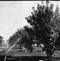 Almond Orchard