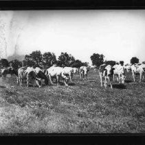 Dairy Scene