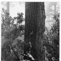 Burning Branches on Forest Ground