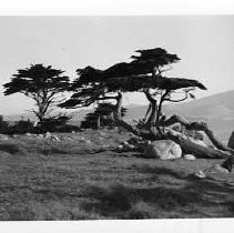 Cypress Trees near Monterey