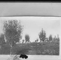 Negative, Glass Plate