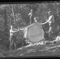 Two men cutting a tree