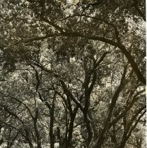 Shade from Oak Trees at Micke Grove Park, Lodi