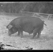Negative, Glass Plate