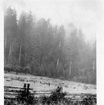 "Elk in the Rain"