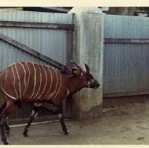 "Yellow-back Duiker"