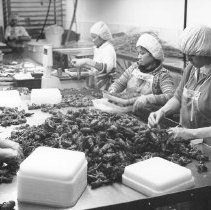 Shellfish Processing