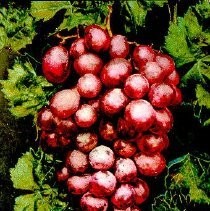 "Flaming Tokay Grapes"