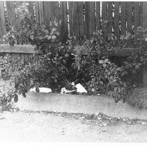 Trash along fence