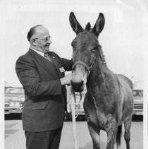 C. E. "Chet" Hinshaw, with a mule given as a gift upon his retirement as vice president of the retail and wholesale division of the Diamond Internation Corp. He was a hunter, fisherman and outdoorsman with a fondless for the animals