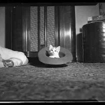 Negative, Safety, Unknown