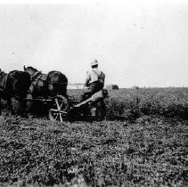 "Cutting/mowing Alfalfa"