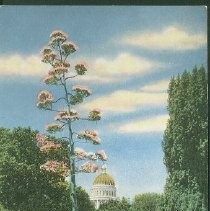 Century Plant in Bloom, State Capitol Grounds, Sacramento