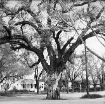 Large Oak Tree in Gridley Threatened